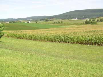 Maryland Farm